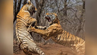 Viral Video: అద్దంలో తనను తాను చూసుకున్న పిల్లి.. చివరకు ఎలా రియాక్ట్ అయిందో చూడండి..