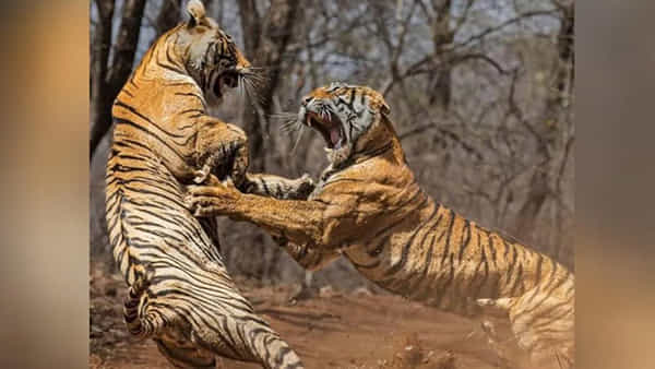 Viral Video: రెండు పులుల మధ్య భీకర పోరు.. కెమెరాకు చిక్కిన అద్భుత దృశ్యం.. వైరలవుతున్న వీడియో చూస్తే షాక్ అవుతారు..