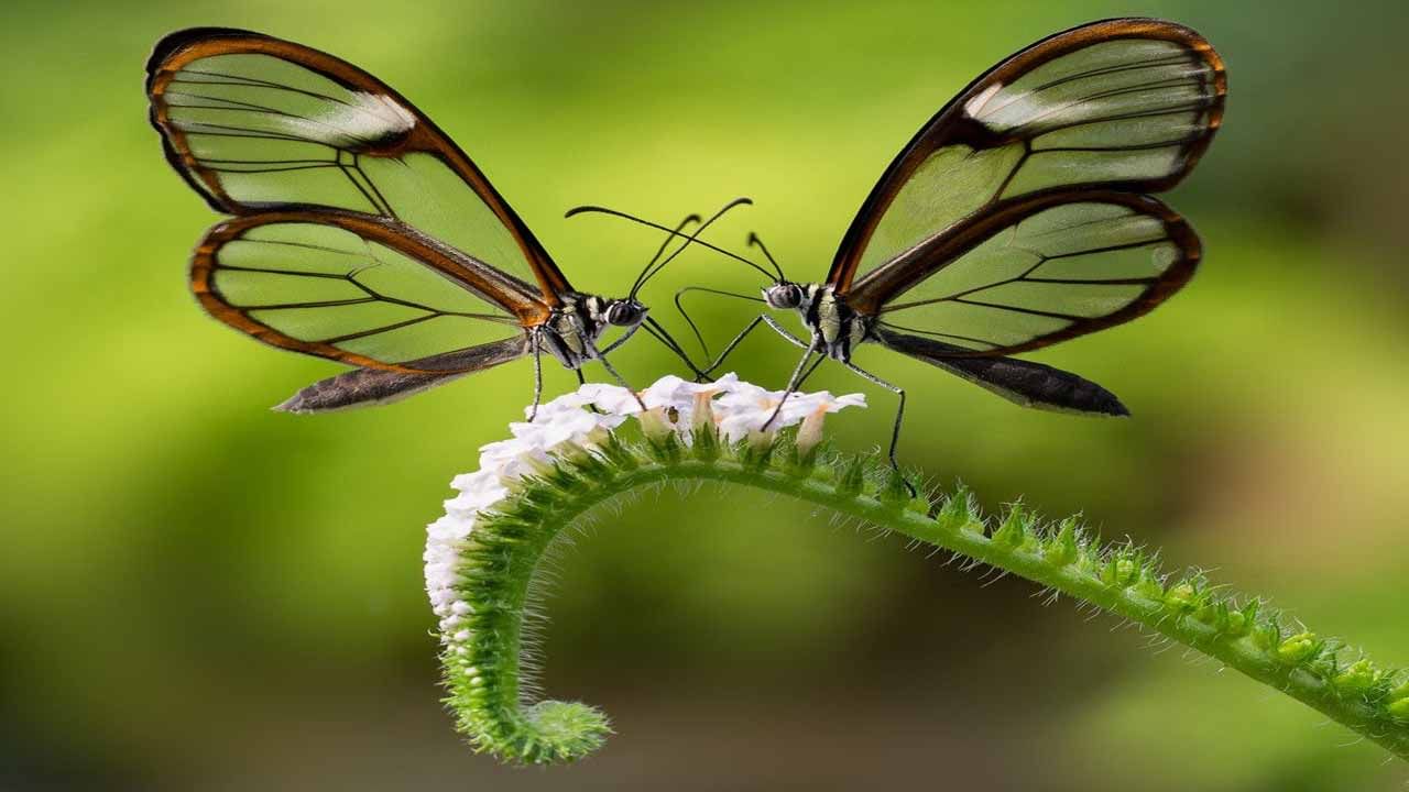 Glasswing butterfly: ప్రపంచంలోనే ఇదో ప్రత్యేకమైన సీతాకోకచిలుక.. ఎగురుతున్నప్పుడు దాని రెక్కలు మాయం చేసుకుంటుంది..