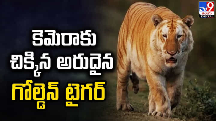 కెమెరాకు చిక్కిన అరుదైన గోల్డెన్ టైగర్.. సోషల్ మీడియాలో వైరల్ గా మారిన వీడియో కెమెరాకు చిక్కిన అరుదైన గోల్డెన్ టైగర్.. సోషల్ మీడియాలో వైరల్ గా మారిన వీడియో