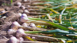 Green Garlic : వెల్లుల్లి మాత్రమే కాదు.. వాటి కాడలతో కూడా సూపర్ బెనిఫిట్స్