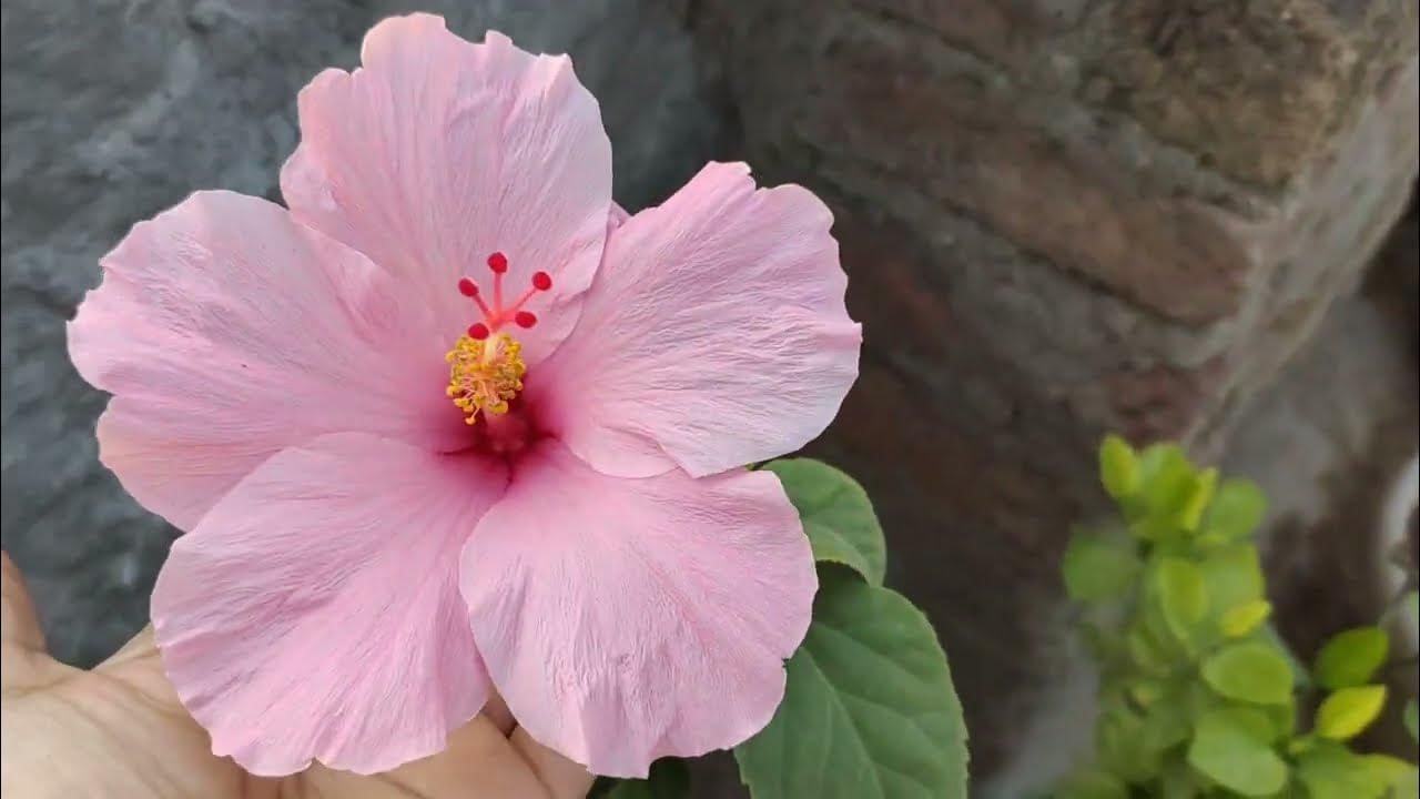 మందార పువ్వు అనగానే చాలా మందికి గుర్తుకు వచ్చేది హెయిర్. తలకు మందార పువ్వు, ఆకులను రాస్తే జుట్టు సమస్యలు తగ్గుతాయని తెలుసు. కానీ మందార పువ్వుతో చర్మ సౌందర్యాన్ని కూడా పెంపొందించుకోవచ్చు. మందార ఆకులను కేవలం జుట్టు, చర్మ సమస్యలను తగ్గించుకోవడానికే కాకుండా ఇతర అనారోగ్య సమస్యలకు కూడా చెక్ పెట్టొచ్చు.
