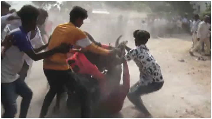 Jallikattu: కొత్త సంవత్సరాదిన చంద్రగిరిలో జల్లికట్టు సంబరాలు.. యువకులకు గాయాలు- Watch Video Jallikattu: కొత్త సంవత్సరాదిన చంద్రగిరిలో జల్లికట్టు సంబరాలు.. యువకులకు గాయాలు- Watch Video