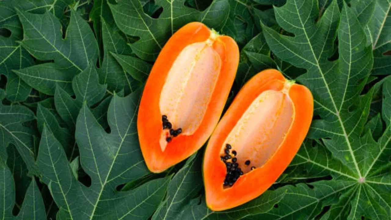 రోజుకు 3 కప్పుల గ్రీన్ టీ తాగవచ్చు. అలాగే గ్రీన్ టీకి బదులుగా హెర్బల్ టీని కూడా తాగవచ్చు. ఇవి శరీరంలోని టాక్సిన్స్ ను తొలగిస్తాయి. దీనిలోని యాంటీఆక్సిడెంట్లు కాలేయ వాపును తగ్గించడంలో సహాయపడుతుంది. పండిన బొప్పాయి తినడంతో పాటు బొప్పాయి ఆకు రసం తాగాలి. బొప్పాయి ఆకులలో పపైన్ అనే సమ్మేళనం ఉంటుంది. ఇది కామెర్లు చికిత్సకు సహాయపడుతుంది. బొప్పాయి ఆకుల రసాన్ని తేనెతో కలిపి తాగితే ప్రయోజనం ఉంటుంది. 