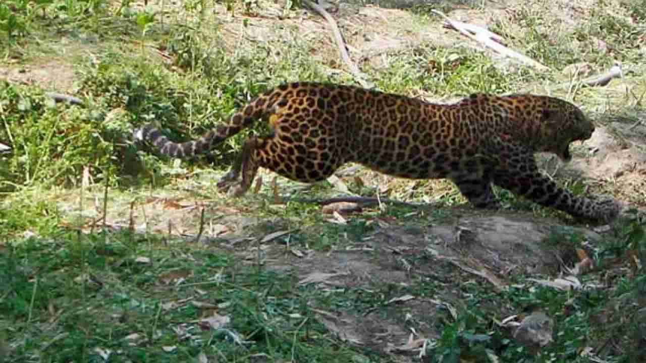 Leopard Attack: దారుణం.. మరో చిన్నారిని చిదిమేసిన చిరుత.. టీ ఎస్టేట్‌లో హల్‌చల్‌