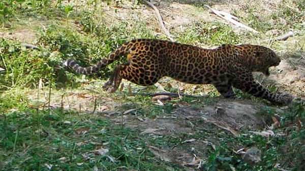 Leopard Attack: దారుణం.. మరో చిన్నారిని చిదిమేసిన చిరుత.. టీ ఎస్టేట్లో హల్చల్