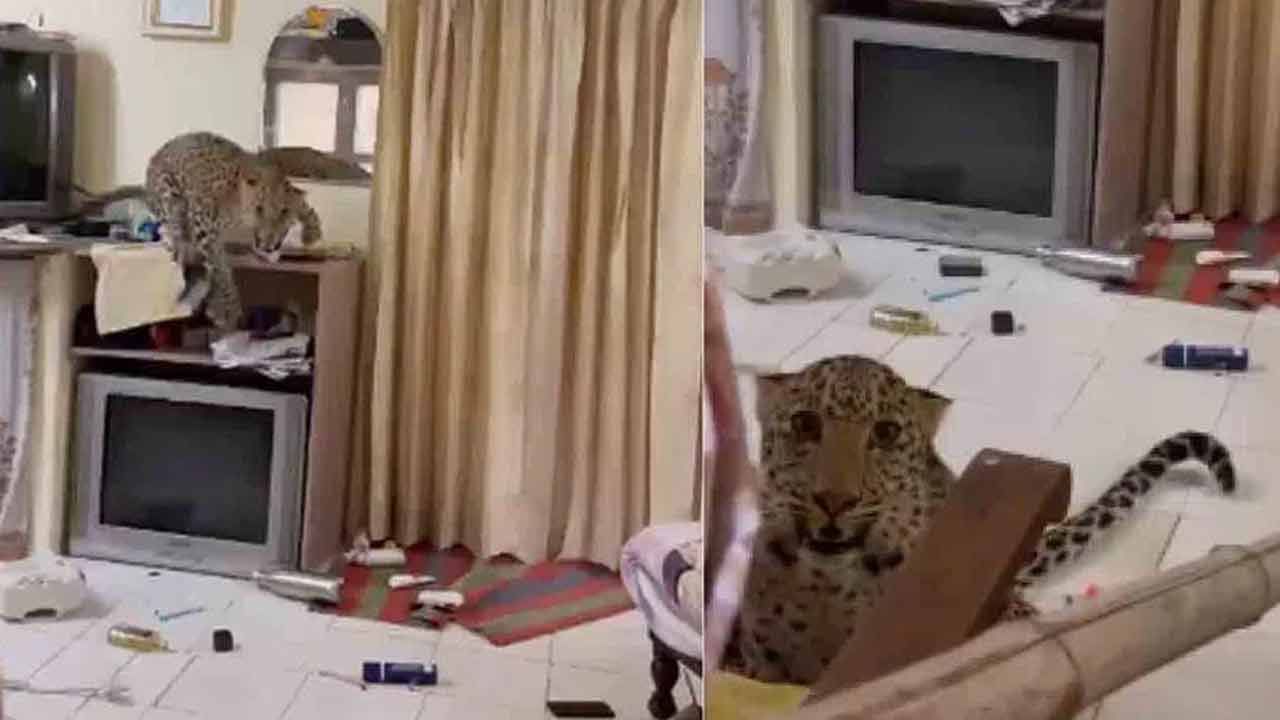Leopard : పర్యాటకుల హోటల్‌ గదిలో దూరిన చిరుత.. రెండు గంటలపాటు అక్కడే మకాం..వైరలవుతున్న వీడియో