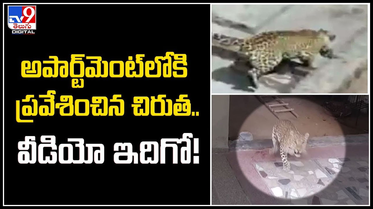 Leopard: అపార్ట్‌మెంట్‌లోకి ప్రవేశించిన చిరుత.. వైరల్ అవుతున్న వీడియో ఇదిగో.