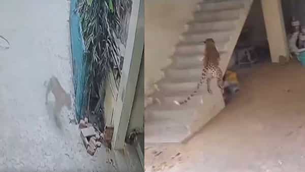 Watch Video: ఓరీ దేవుడో... ఊళ్లోకొచ్చిన చిరుత.. ఏకంగా ఓ అపార్ట్మెంట్లోకి దూరింది..ఆ తర్వాత ఏం జరిగిందంటే..
