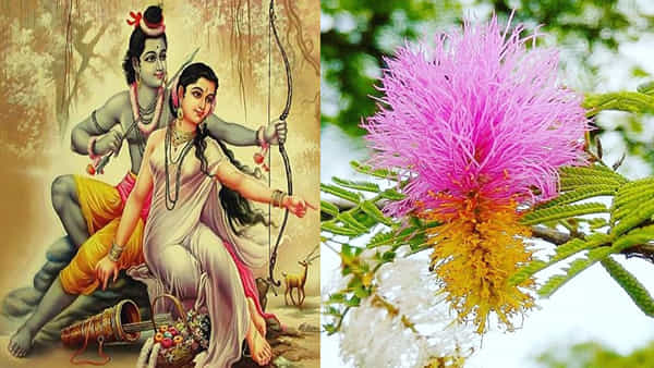 Lord Srirama: వనవాసంలో రామయ్య పూజించిన ఈ వృక్షాన్ని ఇంట్లో పెంచుకోండి.. ఏ దిశలో నాటడం శ్రేయస్కరం అంటే..