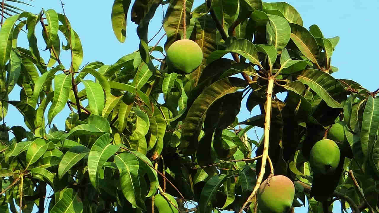 Mango Leaves: ఓర్నీ.. మామిడి ఆకుతో ఇన్ని ఉపయోగాలా.. మీకు తెల్సా..