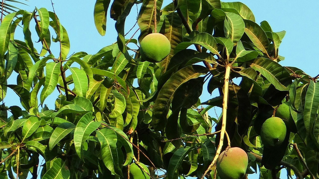 Mango Leaves: ఓర్నీ.. మామిడి ఆకుతో ఇన్ని ఉపయోగాలా.. మీకు తెల్సా..