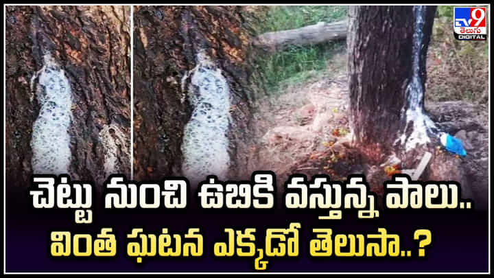 Viral: వింత సంఘటన.. వేప చెట్టు నుంచి కారుతున్న పాలు.! Viral: వింత సంఘటన.. వేప చెట్టు నుంచి కారుతున్న పాలు.!