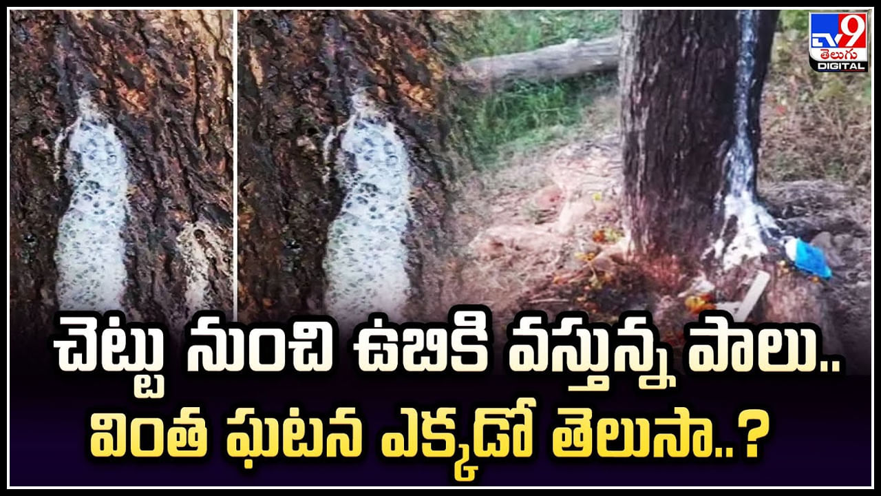 Viral: వింత సంఘటన.. వేప చెట్టు నుంచి కారుతున్న పాలు.!