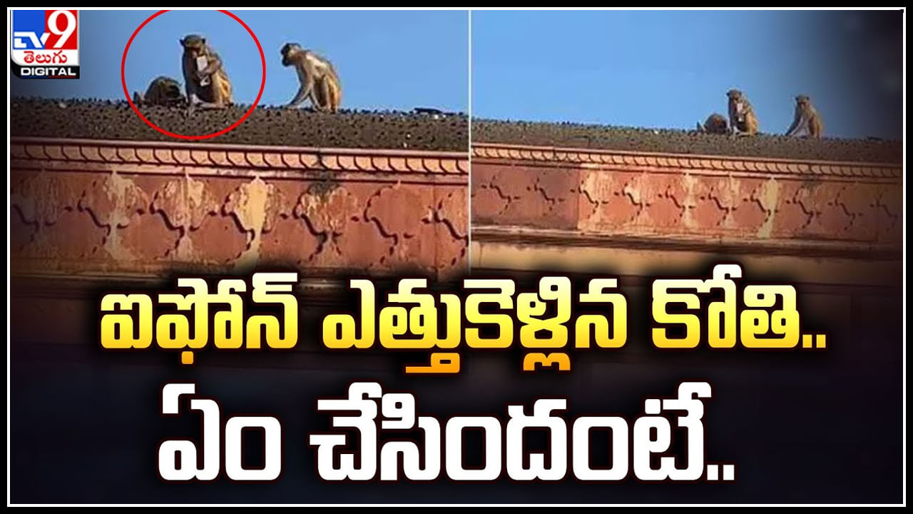 Monkey - iPhone: చూస్తుండగానే ఐఫోన్ ఎత్తుకెళ్లిన కోతి.. ఏం చేసిందంటే