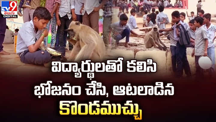 విద్యార్థులతో కలిసి భోజనం చేసి, ఆటలాడిన కొండముచ్చు విద్యార్థులతో కలిసి భోజనం చేసి, ఆటలాడిన కొండముచ్చు
