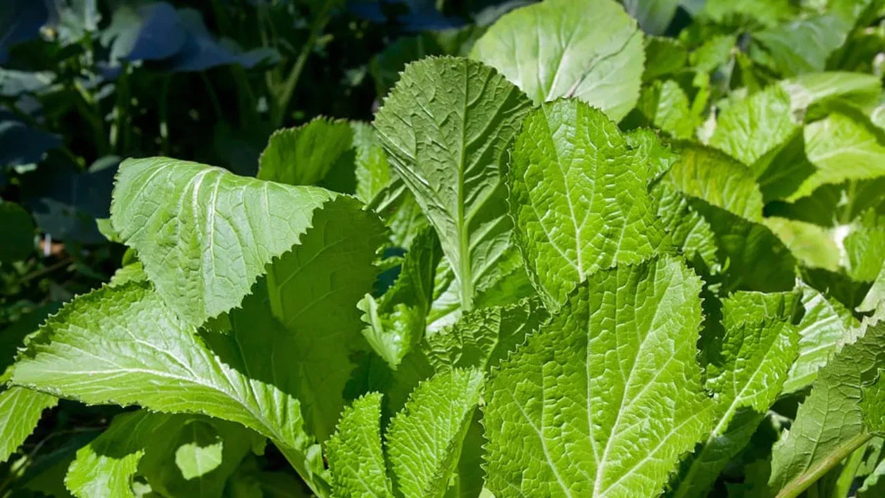 Mustard Greens Benefits ఆవాల ఆకుతో ఆ సమస్యలన్నింటినీ తరిమి