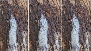 Kumari Aunty: కుమారి ఆంటీ వద్ద అసలు ఫుడ్ రేట్లు ఎలా ఉన్నాయ్.. ఆమె ఆదాయం ఎంత..?