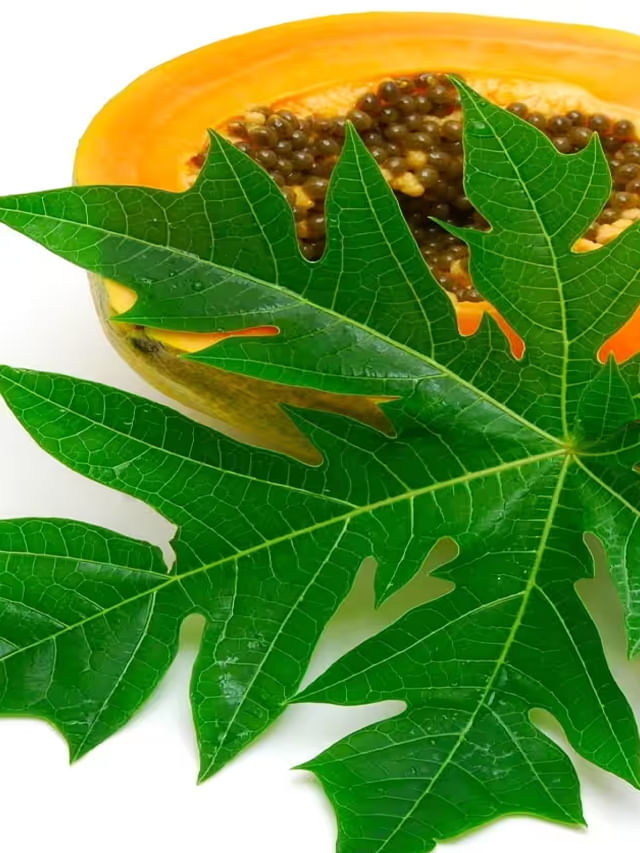 Papaya Leavesబొప్పాయి ఆకులతో ఆరోగ్యసిద్ధి… ప్రయోజనాలు తెలిస్తే.. TV9