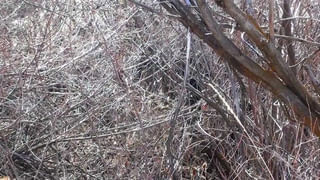 Video Viral: చదువు కోసం విదేశం వెళ్లినా మూలాలు మరచిపోని స్టూడెంట్.. కాన్వొకేషన్ సెంటర్ లో జై శ్రీరామ్ అంటూ నినాదాలు..