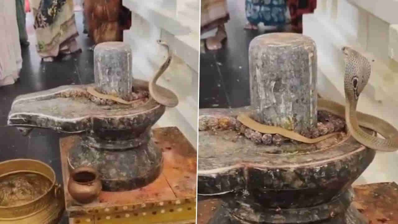 Ram Temple Snake: రామాలయంలో అద్భుత దృశ్యం.. శివలింగంపై ప్రత్యక్షమైన నాగుపాము