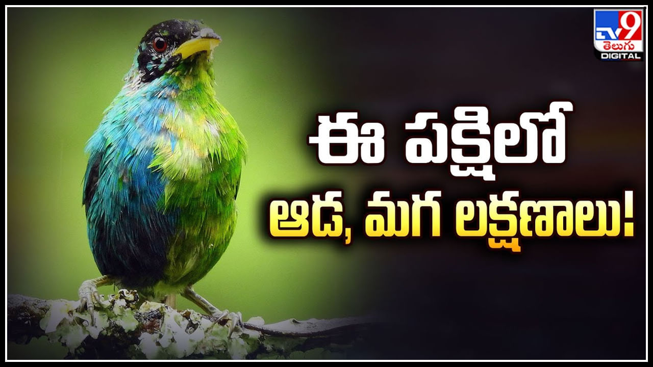 Rare Bird: ఈ పక్షిలో ఆడ, మగ లక్షణాలు.! వందేళ్లలో కనిపించిన అరుదైన పక్షి ఇదే.!