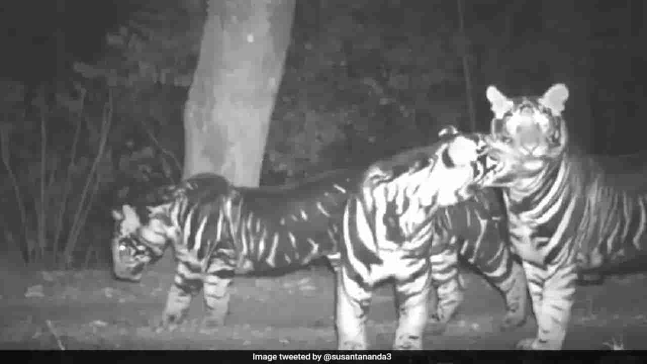Rarest Of Rare Tiger Family Video: కెమెరాకు చిక్కిన అరుదైన పులి..  ఫ్యామిలీతో సహా..!  ఇవి మన దేశంలో కేవలం..