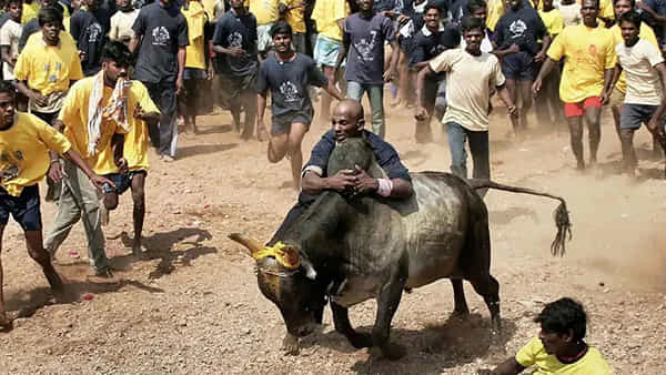 Andhra Pradesh: జల్లికట్టు జోష్ షురూ.. ఆ ప్రాంతంలో జోరుగా పోటీలు.. ఆంక్షలున్నా కానీ..