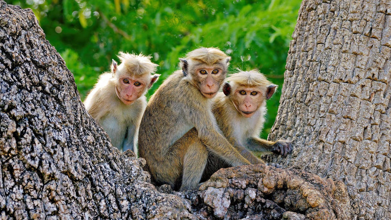 Telangana: భయపెడుతోన్న కోతులు... రూటు మార్చుతోన్న రైతన్నలు