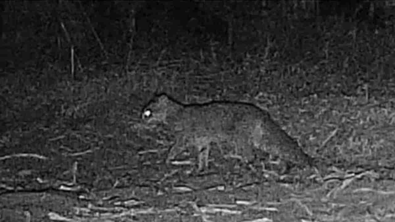 Telangana: కెమెరాకి చిక్కిన నల్లటి ఆకారం.. ఏంటని చెక్ చేయగా గుండె గుభేల్.!