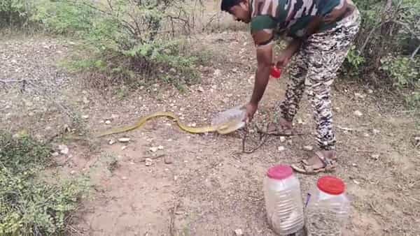 AP News: పాములకు అతడే దేవుడు.. అత్యంత విషపూరితమైన రక్తపింజరను కూడా..!