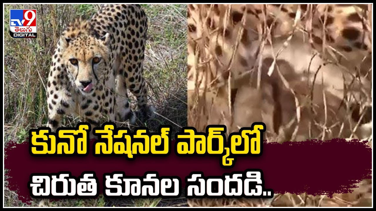 Cheetah Cubs: కునో నేషనల్ పార్క్లో చిరుత కూనల సందడి.! 3 కూనలకు జన్మనిచ్చిన జ్వాల Cheetah Cubs: కునో నేషనల్ పార్క్లో చిరుత కూనల సందడి.! 3 కూనలకు జన్మనిచ్చిన జ్వాల