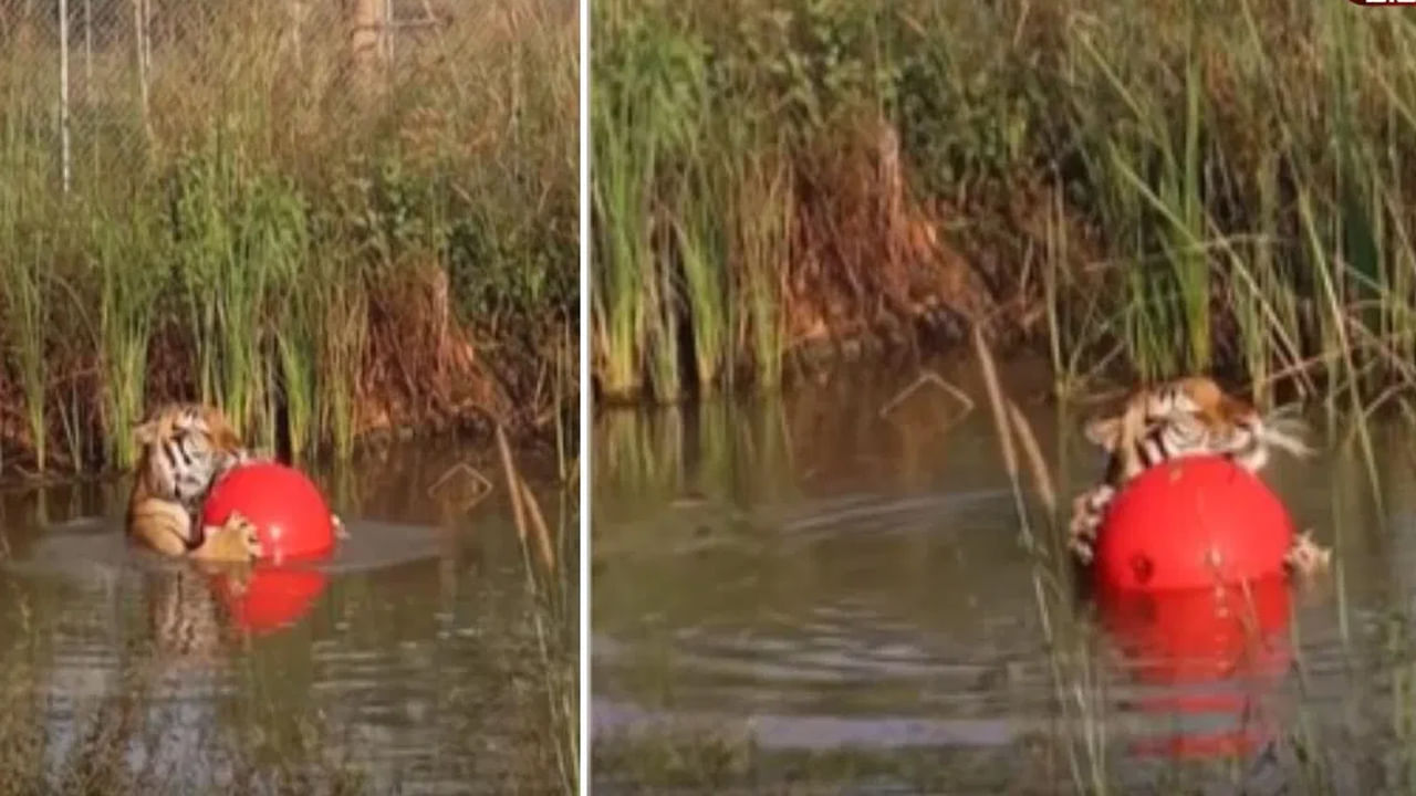 Viral Video: రిలాక్సింగ్ మూడ్‌లో పెద్ద పులి.. నదిలో బంతితో ఆడుకుంటూ ఎంజాయ్
