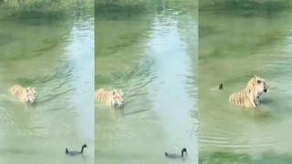 Viral Video: ఇంత విచిత్రమైన నిమ్మకాయను ఎప్పుడైనా చూశారా..! దెయ్యం లెమన్ అంటున్న నెటిజన్లు..