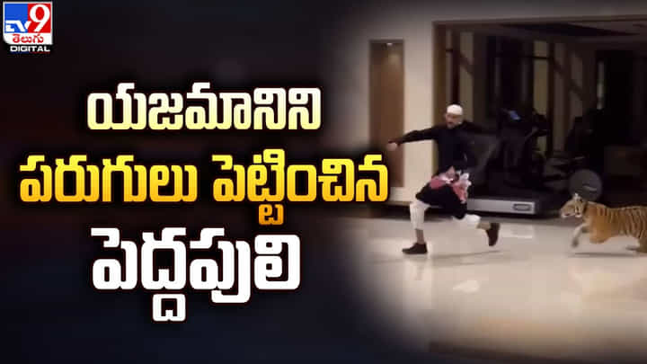 యజమానిని పరుగులు పెట్టించిన పెద్దపులి.. నెట్టింట వైరల్ అవుతున్న వీడియో యజమానిని పరుగులు పెట్టించిన పెద్దపులి.. నెట్టింట వైరల్ అవుతున్న వీడియో