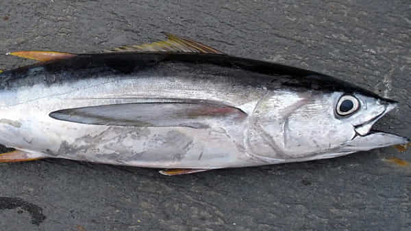 Most Expensive Fish: బాబోయ్ బంగారం కంటే ఖరీదైన చేప.. వేలంలో రూ.6.5 కోట్లు పలికిన ధర
