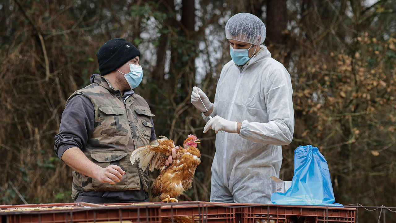 ప్రపంచం ముంగిట్లో మరో మహమ్మారి.. మనుషులకు వ్యాపిస్తే మరణశాసనమేనా.?
