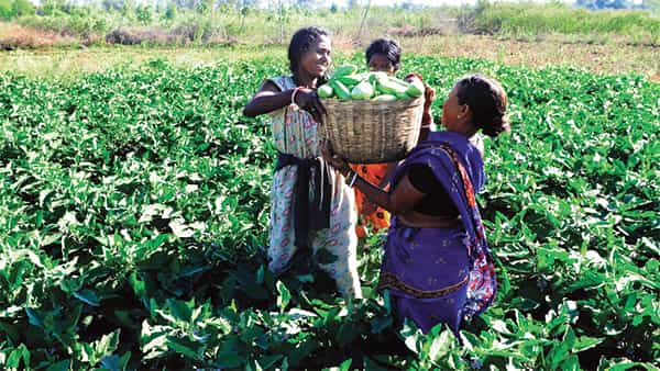 Farming Women: కూరగాయల సాగుతో ఆర్థిక సమస్యలకు చెక్.. రోజుకు రూ.5 వేల సంపాదన