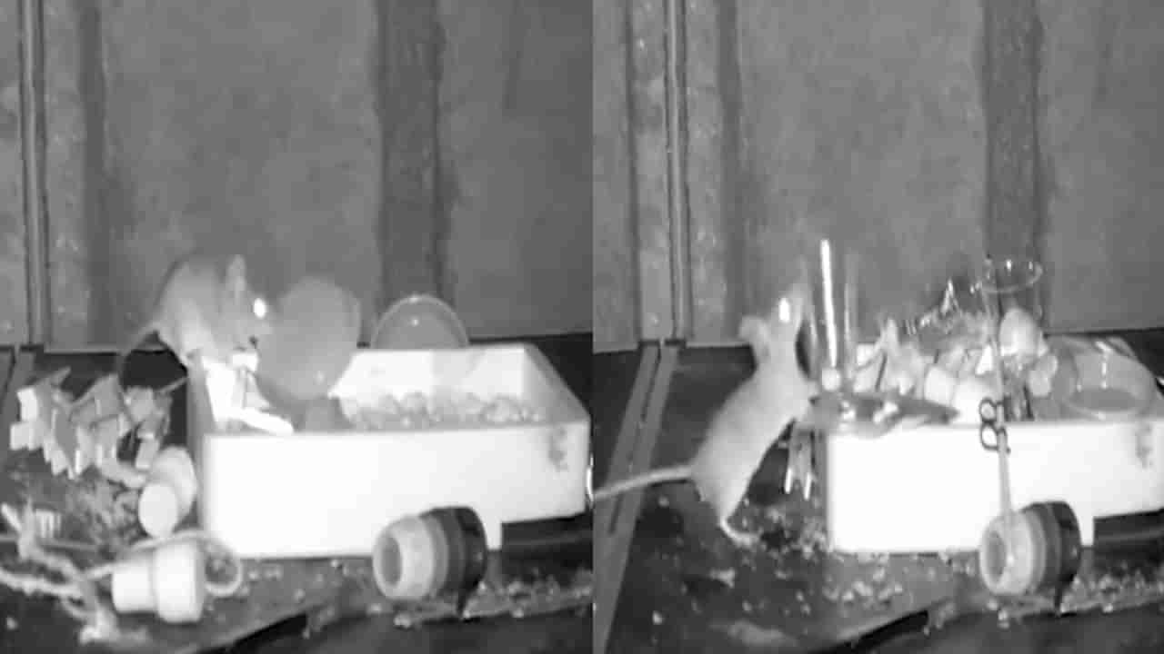 Viral Video: ఆపరేషన్ క్లీన్.. ఆఫీసులో చిట్టెలుక పనికి అంతా పరేషాన్.. చెత్తనంతా ఒకే చోట పోగేస్తున్న వీడియో వైరల్