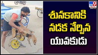 Rarest Of Rare Tiger Family Video: కెమెరాకు చిక్కిన అరుదైన పులి..  ఫ్యామిలీతో సహా..!  ఇవి మన దేశంలో కేవలం..