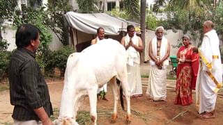 Sankranti: కోనసీమలో సంక్రాంతి సెలబ్రేషన్ వైభవంగా జరుపుకుంటున్న ఉమ్మడి కుటుంబాలు..