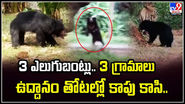 Bears: 3 ఎలుగుబంట్లు.. 3 గ్రామాలు.. ఉద్దానంల తోటల్లో కాపు కాసి బీభత్సం. Bears: 3 ఎలుగుబంట్లు.. 3 గ్రామాలు.. ఉద్దానంల తోటల్లో కాపు కాసి బీభత్సం.