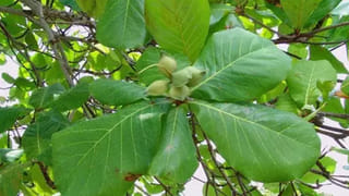 Chiranjeevi: సురేఖ పుట్టిన రోజు.. కాళిదాసులా మారిన మెగాస్టార్‌.. అదిరిపోయే ప్రాసతో ‘చిరు’ కవిత