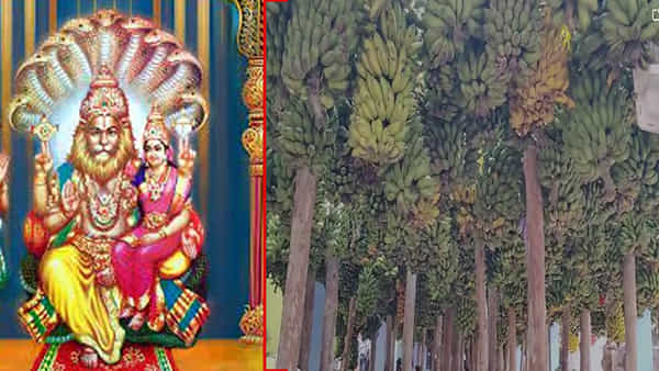 Andhra Pradesh: ఆ గ్రామంలో 80 ఏళ్లుగా వింత ఆచారం.. కోరిక తీరాలంటే నరసన్నకు అరటిగెల సమర్పించాల్సిందే..