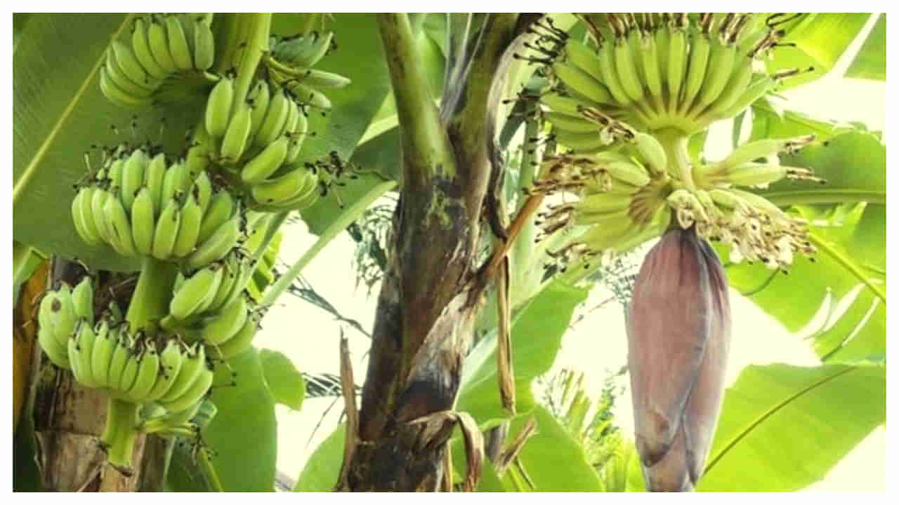 Banana Stem Benefits: అరటి కాండం తింటే మీరు నమ్మలేనన్ని ఆరోగ్య ప్రయోజనాలు..