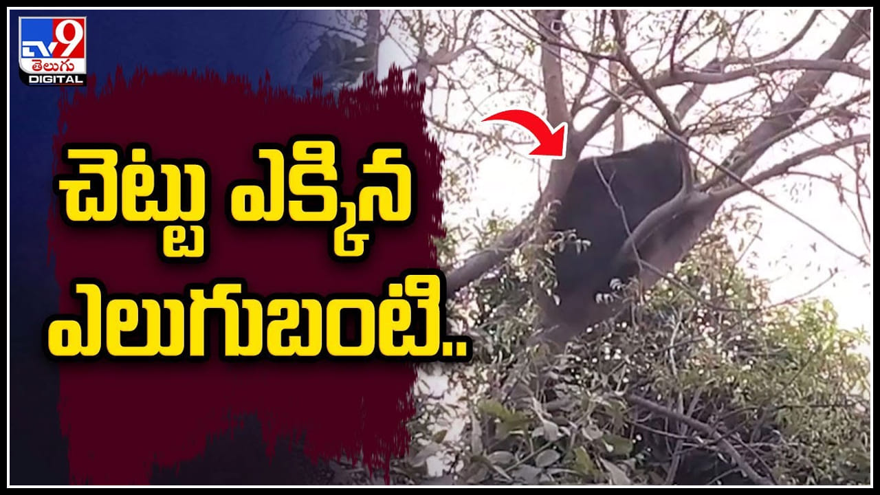 Bear: చెట్టు ఎక్కిన ఎలుగుబంటి.. ఏం చేసిందంటే.? వైరల్ అవుతున్న వీడియో. Bear: చెట్టు ఎక్కిన ఎలుగుబంటి.. ఏం చేసిందంటే.? వైరల్ అవుతున్న వీడియో.