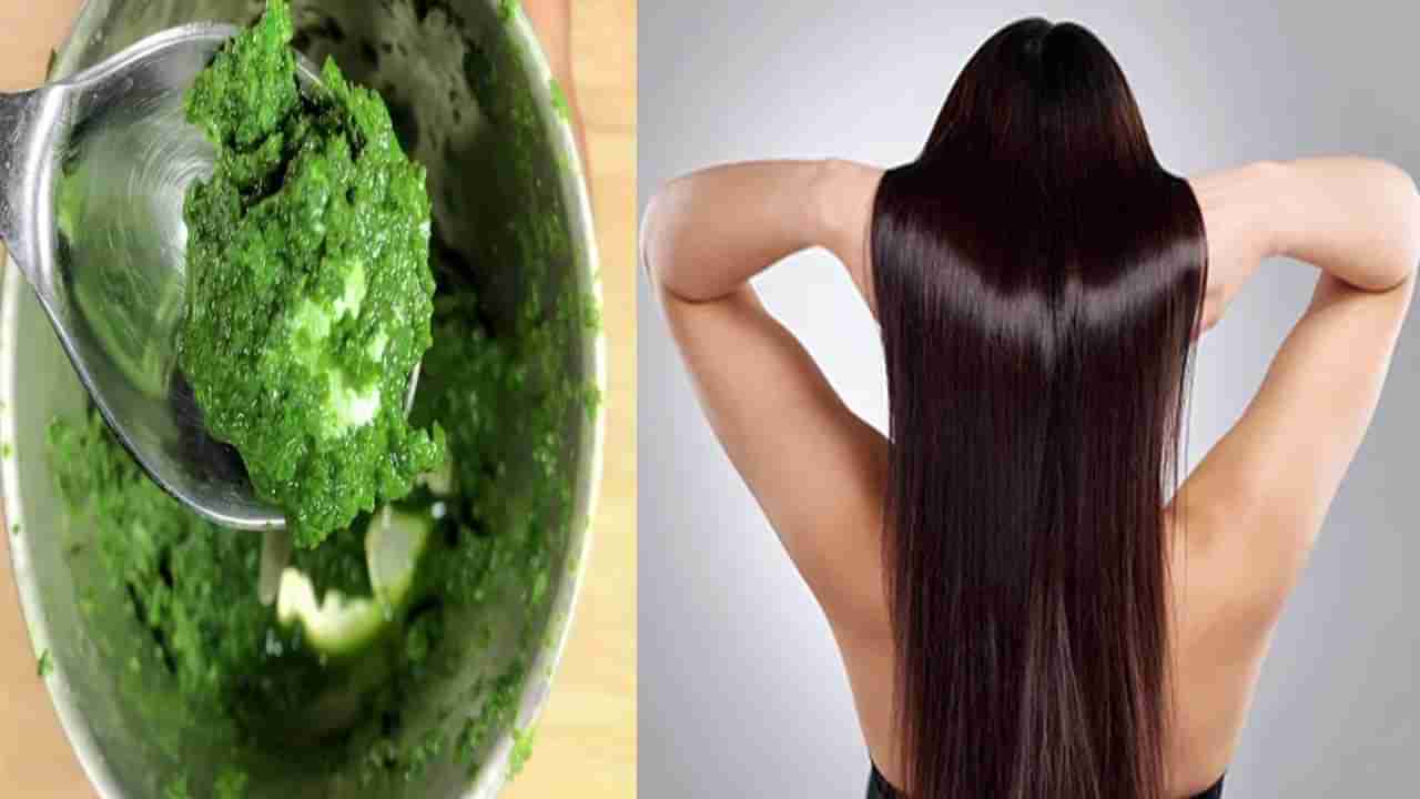 Betel leaves Hair Mask: తమలపాకులను ఇలా వాడితే ఒక్క తెల్ల వెంట్రుక కూడా రాదు.! మీ జుట్టు ఆగకుండా పెరుగుతూనే ఉంటుంది..