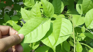 Health: టీలో పంచదార వేయకుండా.. ఇలా ట్రై చేయండి.. సూపర్ బెనిఫిట్స్