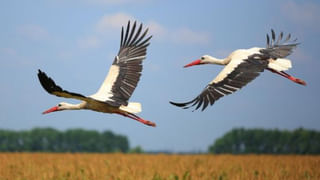 Viral Video: ఆపరేషన్ థియేటర్ లో ఇదేం పని సిస్టర్స్‌..! రీల్స్‌కు తగ్గ మూల్యం దక్కిందిగా.. వీడియో వైరల్‌..