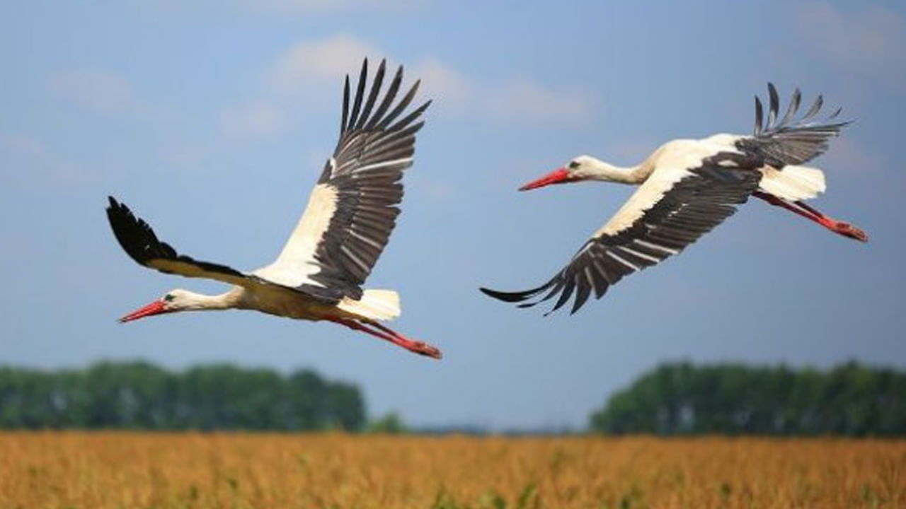 Interesting Fact: ఈ ఎడబాటు.. మనుషుల్లోనే కాదు పక్షులలో కూడానూ.. ఇది మీకు తెల్సా.!